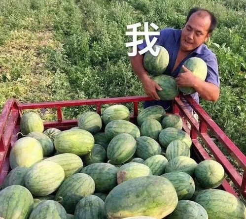 娱乐圈还有什么瓜可以吃,揭秘明星幕后故事与精彩瞬间