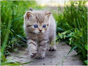 娱乐吃瓜酱猫猫,揭秘娱乐圈那些不为人知的幕后故事