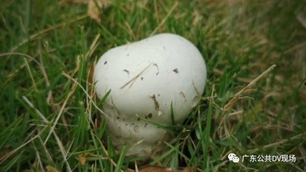 娱乐吃瓜酱买房送女朋友,甜蜜送女友惊喜大礼