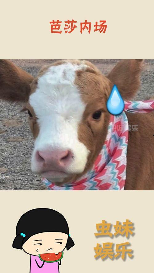 娱乐吃瓜酱小狗,揭秘娱乐圈那些不为人知的趣事