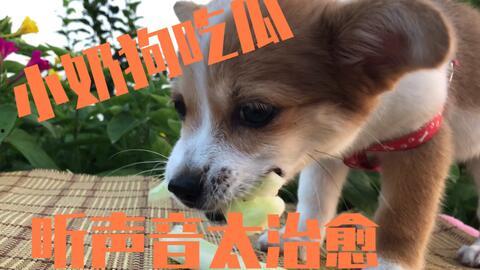 娱乐吃瓜酱小狗,揭秘娱乐圈那些不为人知的趣事