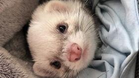 娱乐吃瓜酱雪貂,娱乐界的“雪貂酱”现象解析