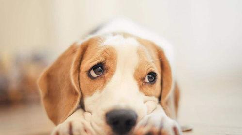 娱乐吃瓜菌小狗视频下载,揭秘小狗视频下载背后的秘密