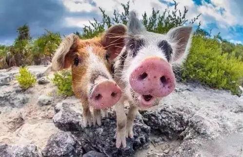 肥猪猪的日常娱乐吃瓜酱