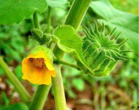 娱乐吃瓜酱云南的花,揭秘娱乐界的“瓜田”盛景